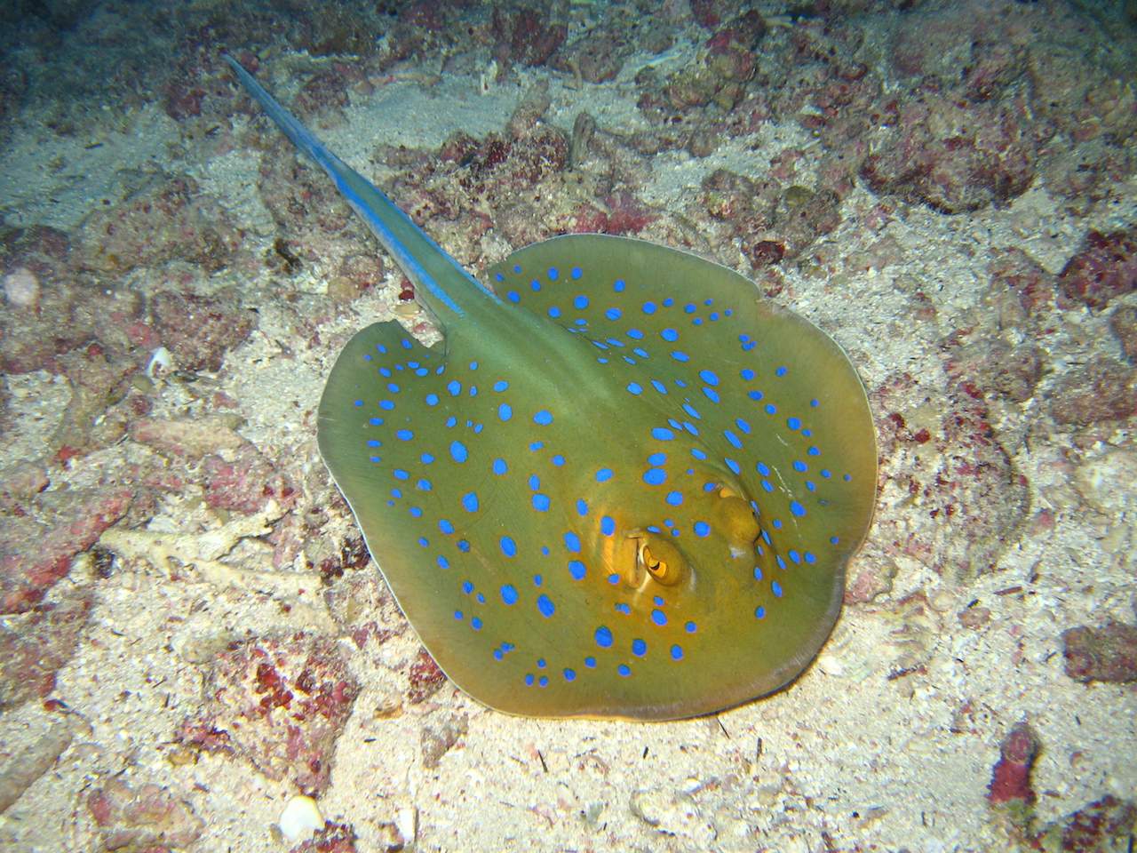 Blue Spotted Manta Ray snorkelling Cyprus