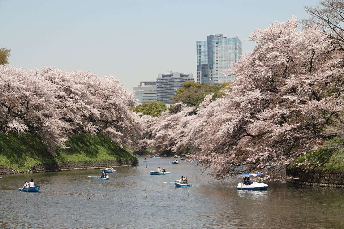 Sakura, Chidorigafuchi Moat, Tokyo Imperial Palace