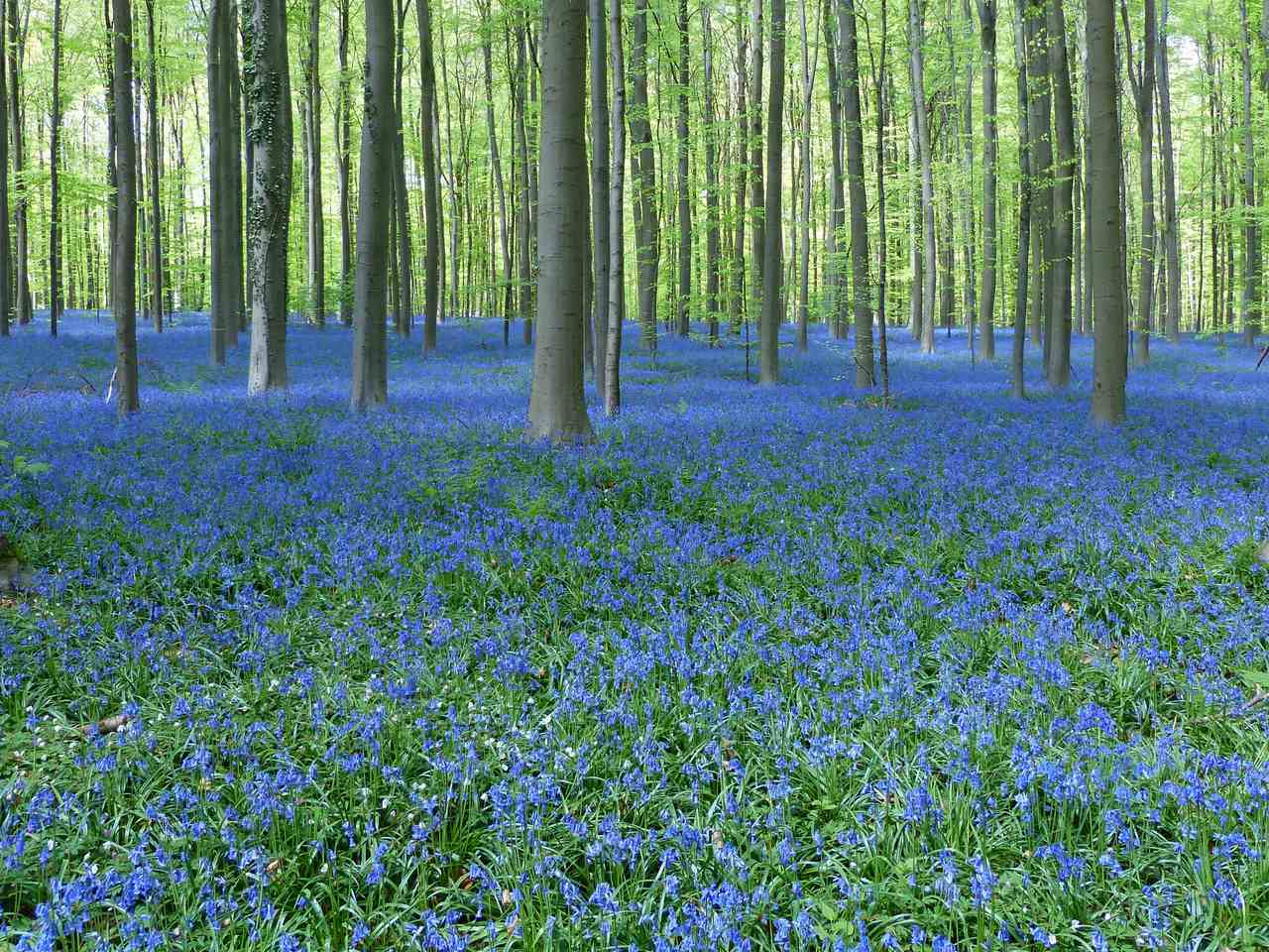 Hallerbos Forest, Belgium