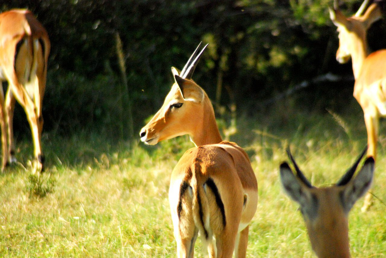 Lake Mburo_Michell Zappa