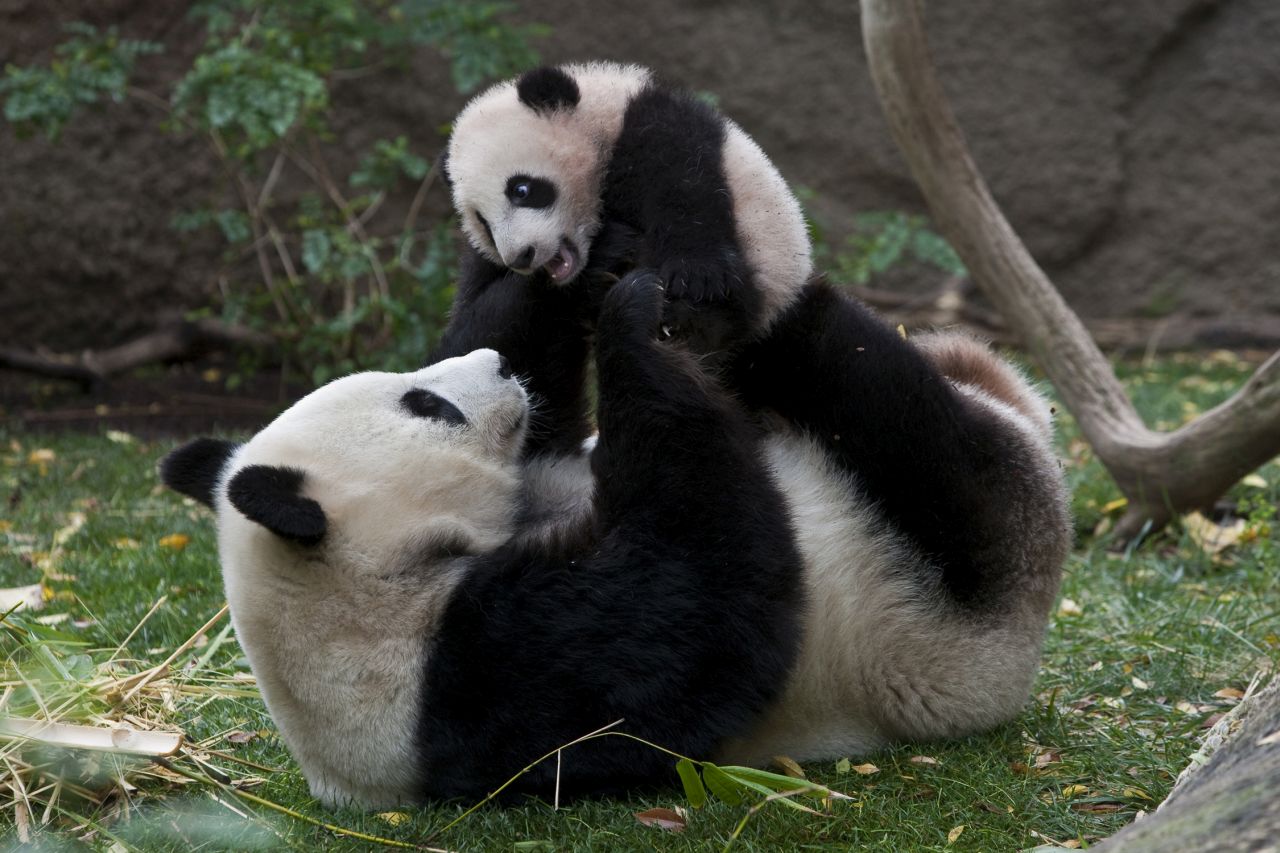 Giant panda, San Diego Zoo