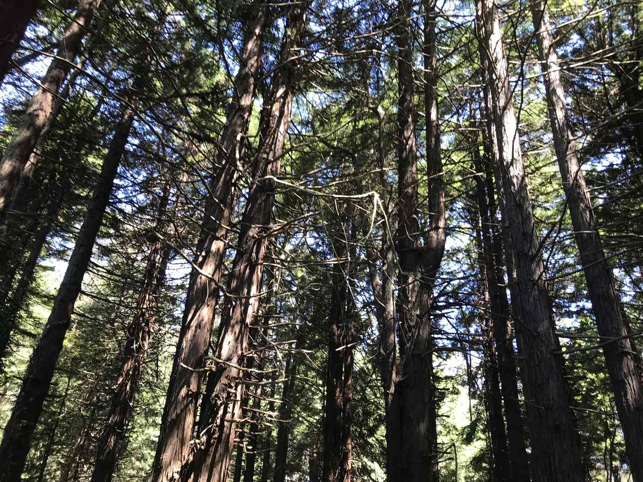 Redwood trees