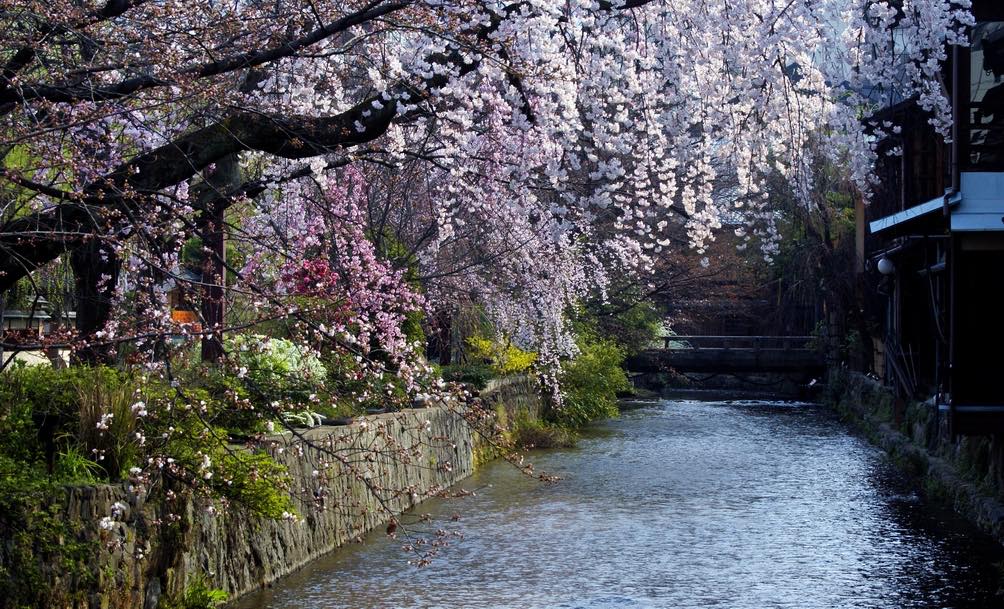 Gion Shirakawa during spring blossom season